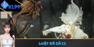 Luật đá gà C1