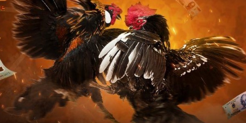 Nắm vững chiến thuật đá gà trên mạng để tăng tỷ lệ thắng