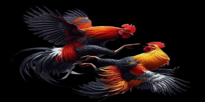 Cược đá gà trên mạng tại kl99 mang lại trải nghiệm chân thật